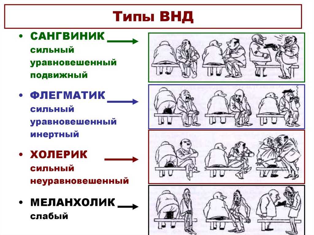 Типы темперамента картинки для детей