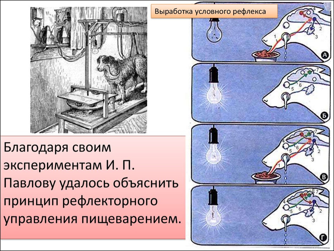 Механизм выработки условного рефлекса схема