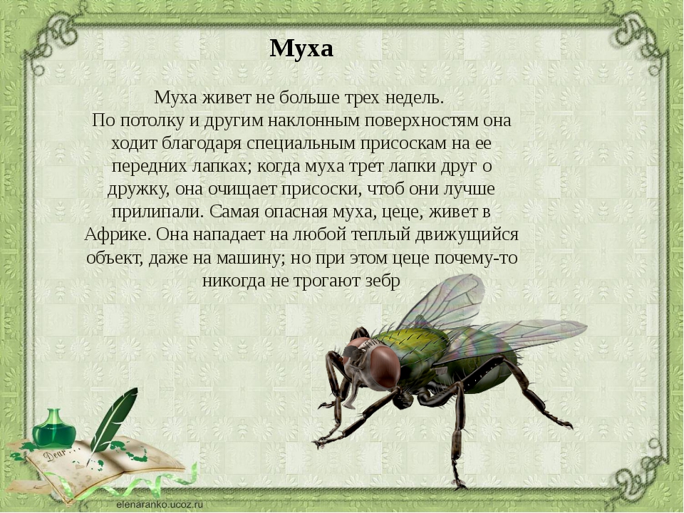 Детям про муху. Рассказ о насекомых. Насекомые с описанием. Рассказ о мухе. Муха (насекомое).