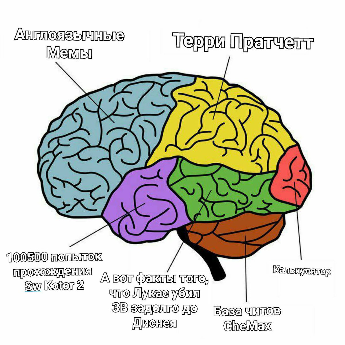 Области мозга картинки