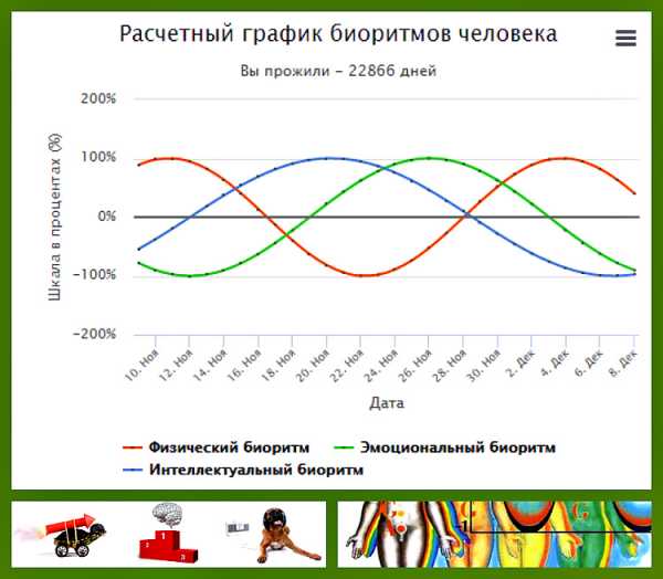 Типы биоритмов схема